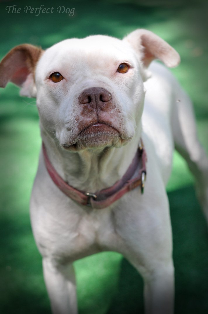 Ivy, an adoptable Pit Bull Terrier in Fremont, CA, 94538 | Photo Image 3