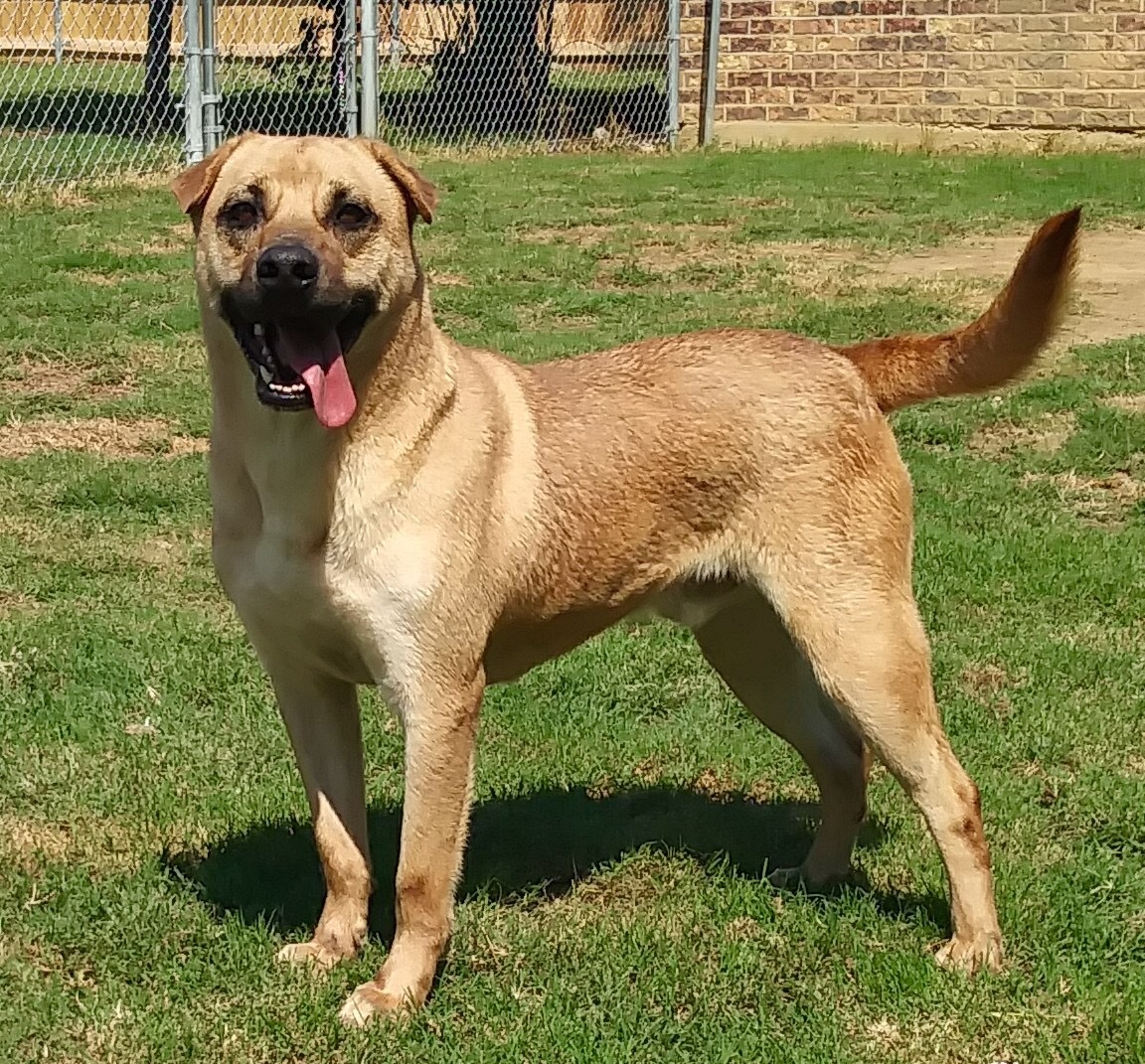 TANK, an adoptable Mastiff, Shar-Pei in Arlington, TX, 76011 | Photo Image 1
