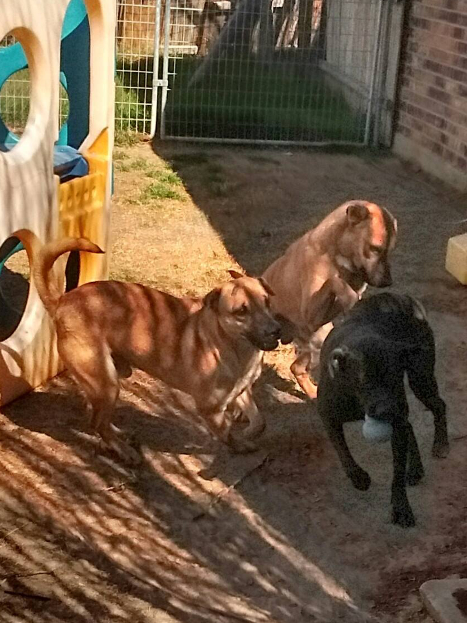 TANK, an adoptable Mastiff, Shar-Pei in Arlington, TX, 76011 | Photo Image 2