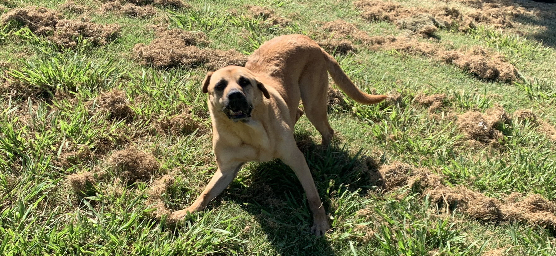 TANK, an adoptable Mastiff, Shar-Pei in Arlington, TX, 76011 | Photo Image 3