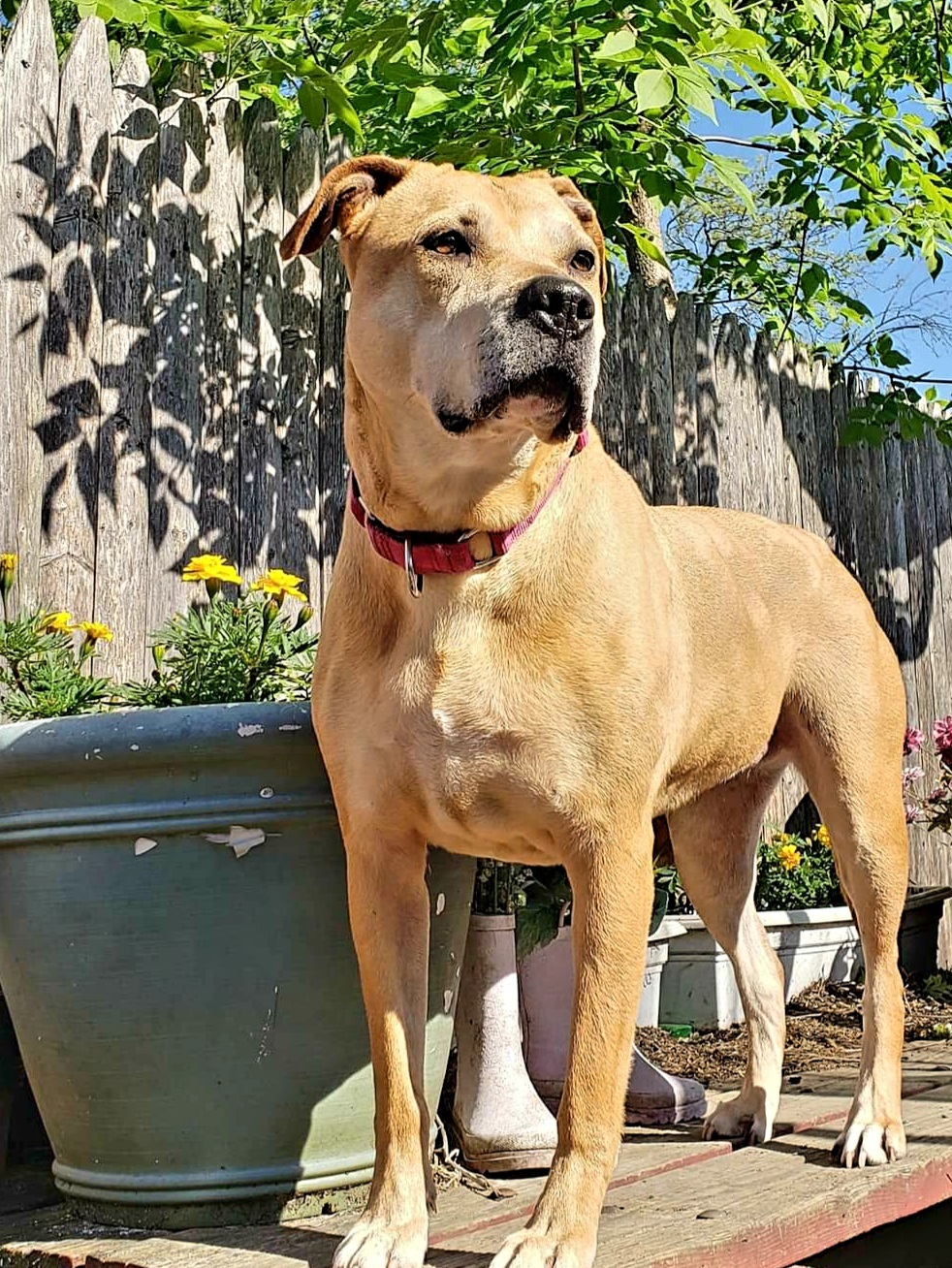 Montana, an adoptable American Staffordshire Terrier in East Rockaway, NY, 11518 | Photo Image 2