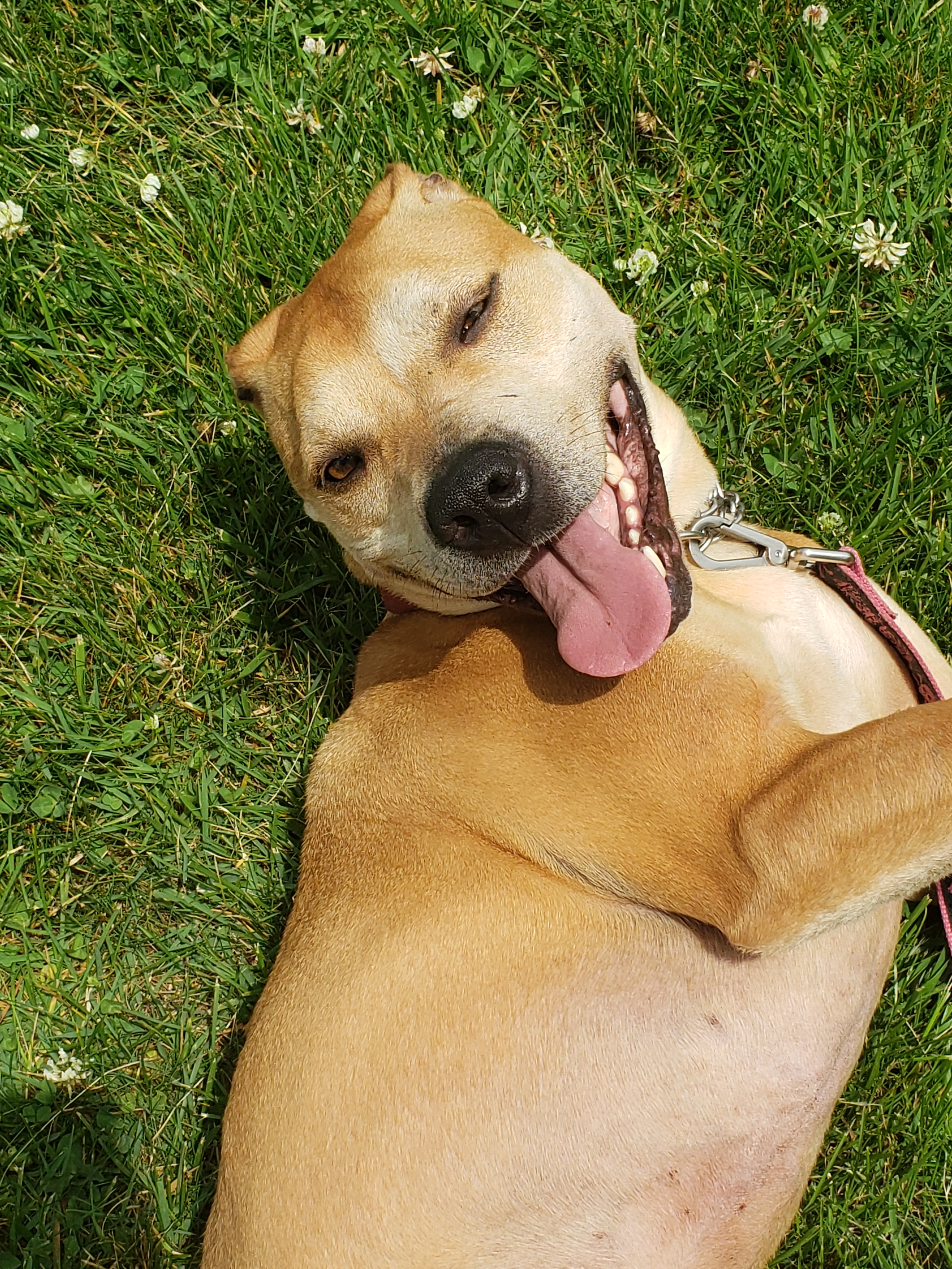 Montana, an adoptable American Staffordshire Terrier in East Rockaway, NY, 11518 | Photo Image 3
