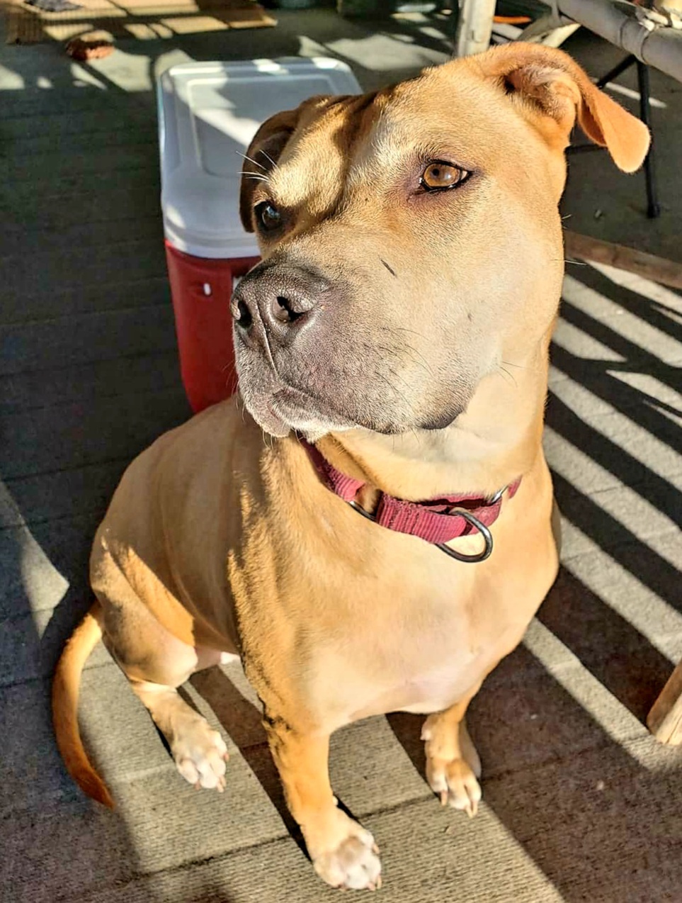 Montana, an adoptable American Staffordshire Terrier in East Rockaway, NY, 11518 | Photo Image 5