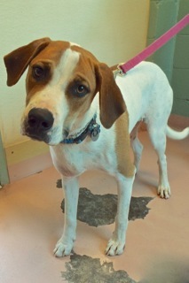 Max, an adoptable Hound, Shepherd in Green Valley, AZ, 85614 | Photo Image 3