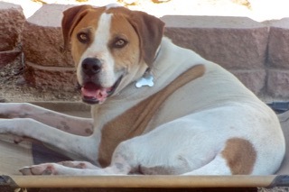 Max, an adoptable Hound, Shepherd in Green Valley, AZ, 85614 | Photo Image 1
