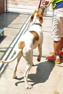 Max, an adoptable Hound, Shepherd in Green Valley, AZ, 85614 | Photo Image 5
