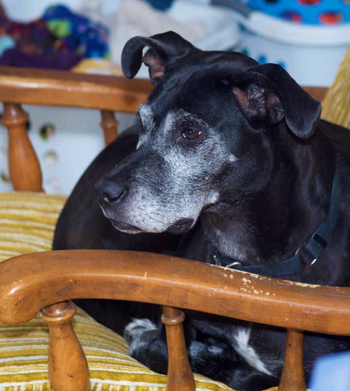 Kivi **Home for the Holidays Feature**, an adopted Greyhound & Black Labrador Retriever Mix in Minneapolis, MN_image-1