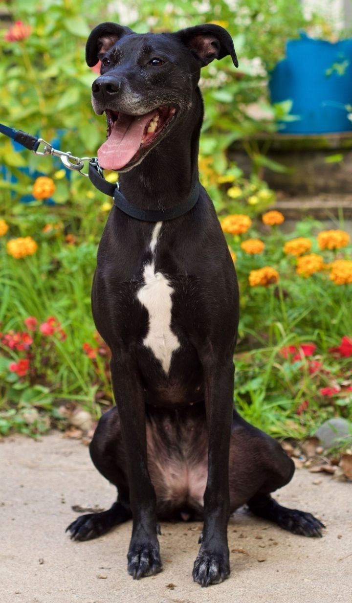 Kivi **Home for the Holidays Feature**, an adopted Greyhound & Black Labrador Retriever Mix in Minneapolis, MN_image-3