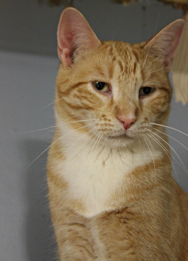 Marty Jr, an adoptable Domestic Short Hair in New Richmond, WI, 54017 | Photo Image 1