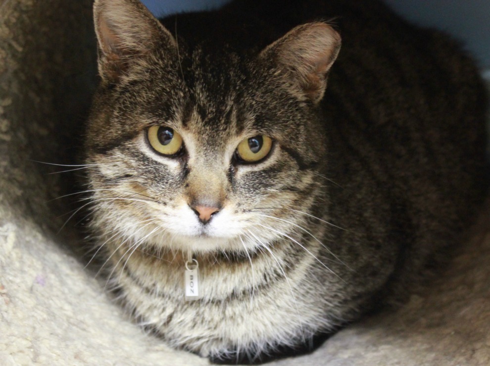 Boz, an adoptable Domestic Short Hair in New Richmond, WI, 54017 | Photo Image 1