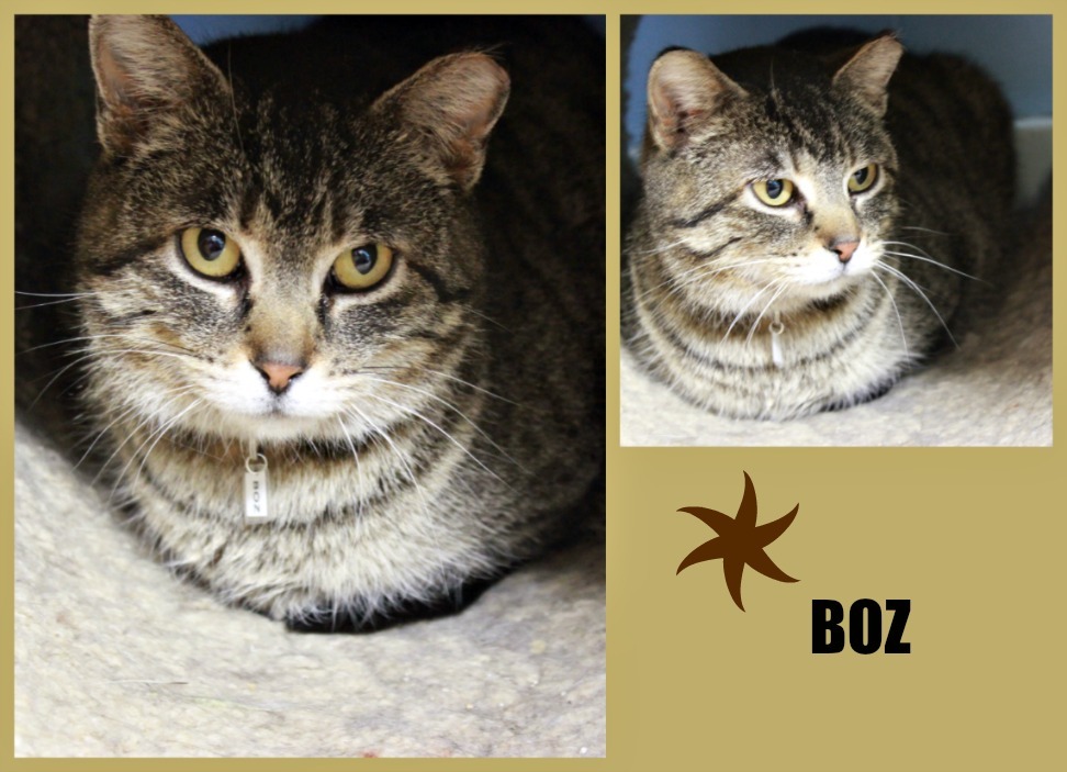 Boz, an adoptable Domestic Short Hair in New Richmond, WI, 54017 | Photo Image 2