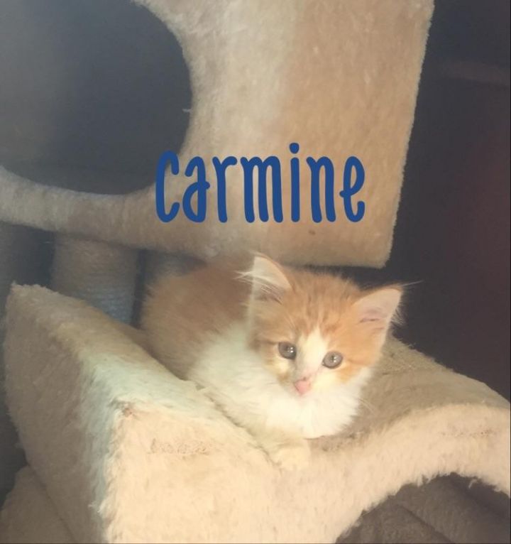 Carmine 1