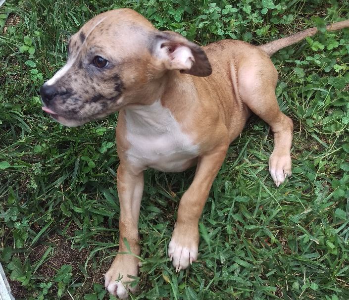 Baxter, an adoptable Pit Bull Terrier in Pineville, NC, 28134 | Photo Image 2