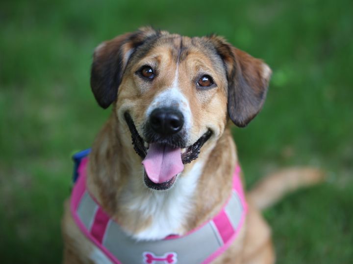 Tulip, an adopted Shepherd & Hound Mix in Minneapolis, MN_image-1