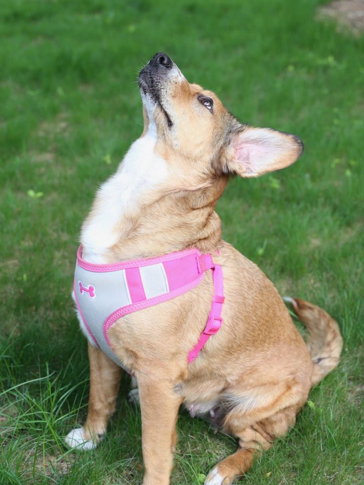 Tulip, an adopted Shepherd & Hound Mix in Minneapolis, MN_image-5