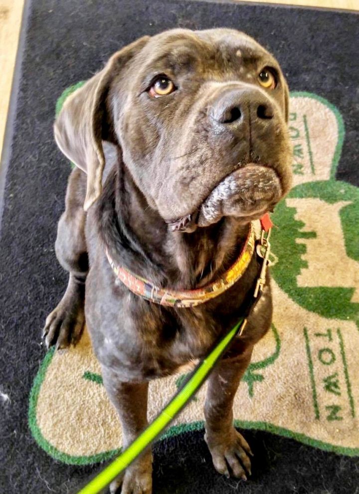 Dog For Adoption Izzy Corso A Cane Corso In Arlington Tx