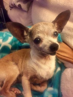 Pea Wee Chihuahua Dog