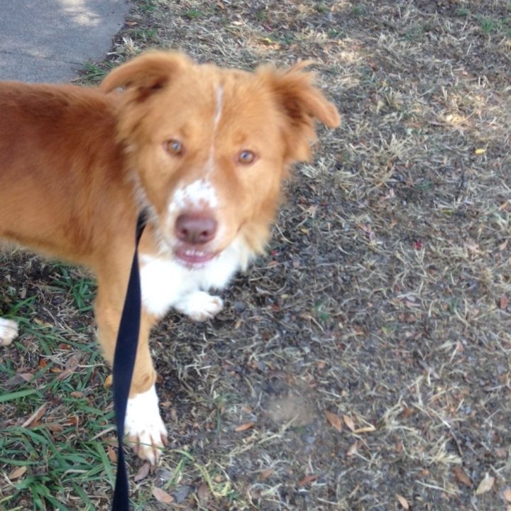 Nova scotia duck tolling retriever best sale mix puppies