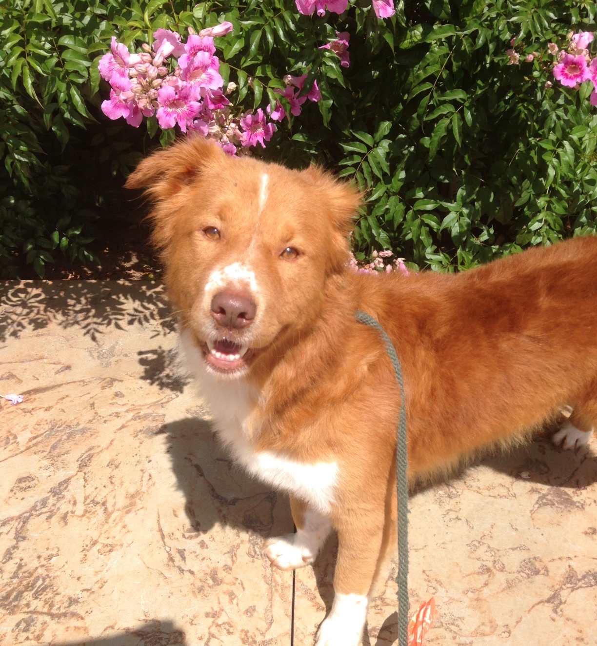 Rollin aka Stubbs, an adoptable Nova Scotia Duck Tolling Retriever in Newport Beach, CA, 92660 | Photo Image 2