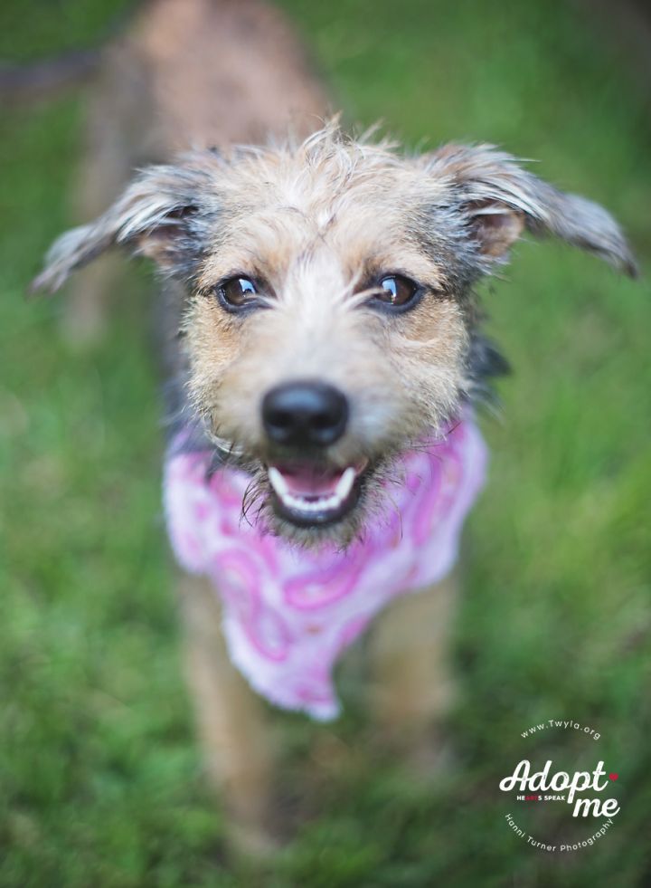 Bambi, an adopted Schnauzer & Border Terrier Mix in Kingwood, TX_image-1