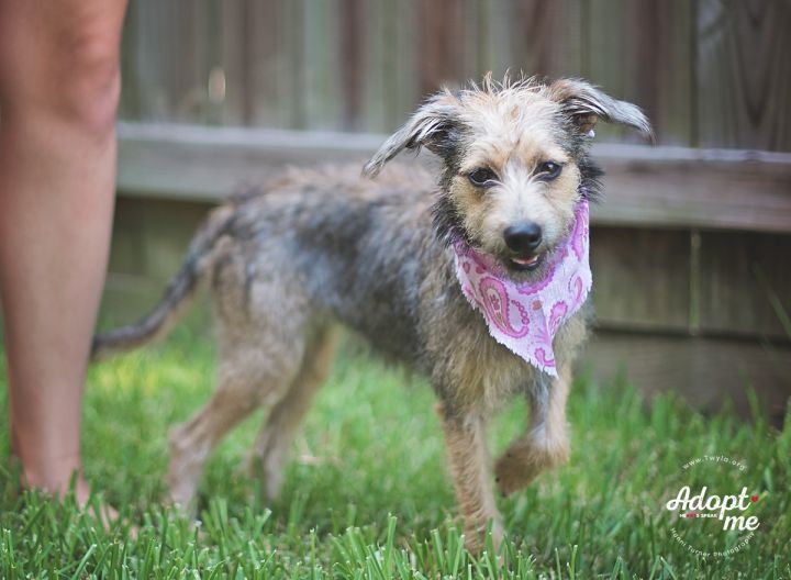 Bambi, an adopted Schnauzer & Border Terrier Mix in Kingwood, TX_image-6