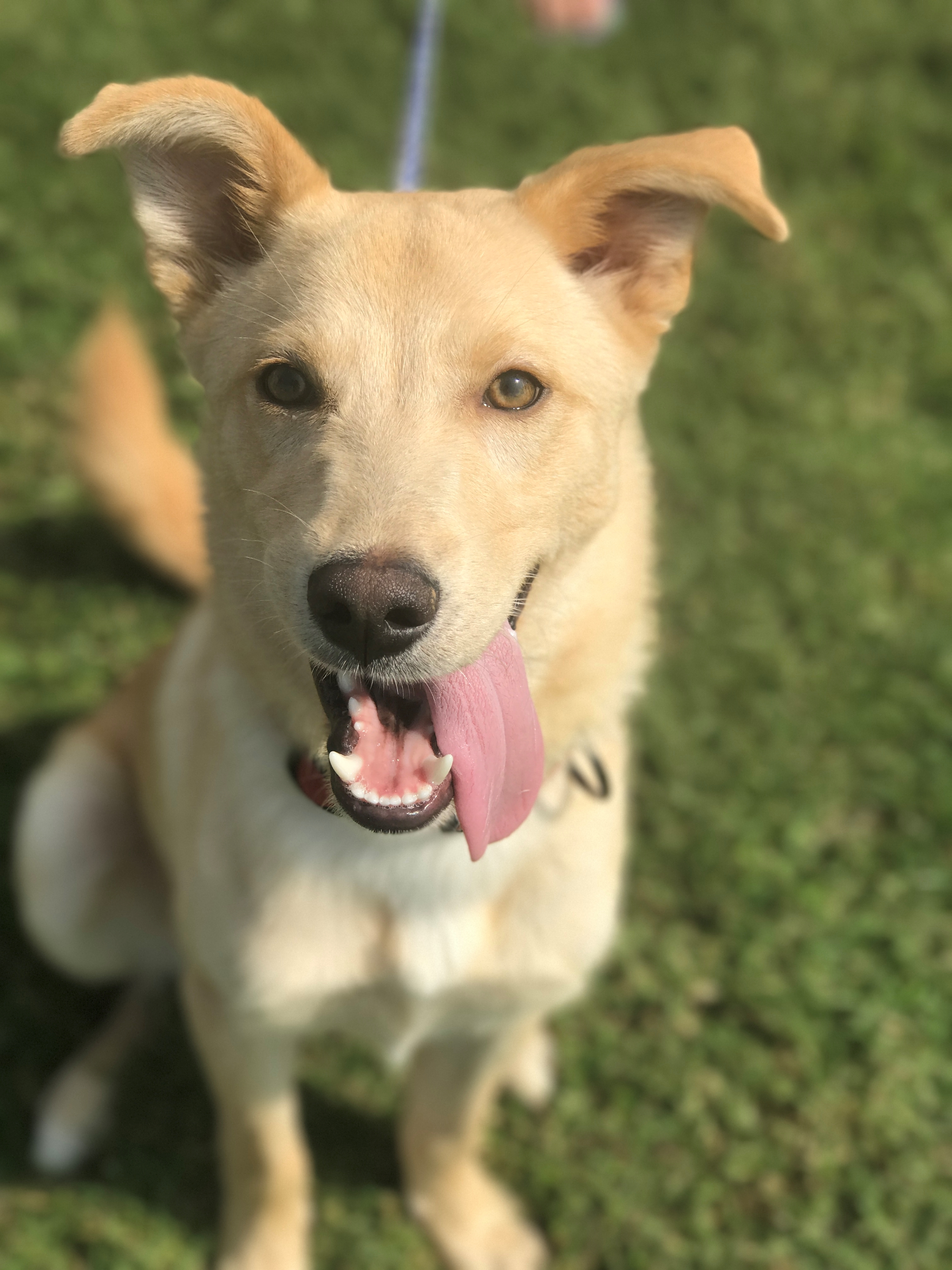 Chewie, an adoptable Yellow Labrador Retriever, Siberian Husky in Spring Hill, TN, 37174 | Photo Image 2