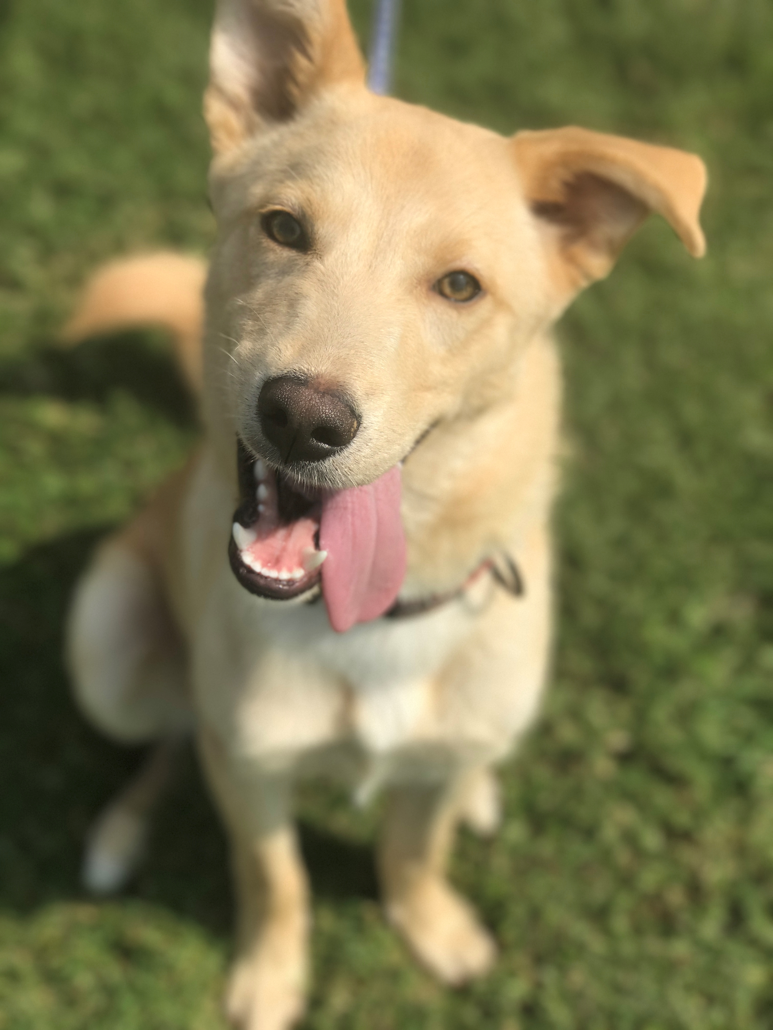 Chewie, an adoptable Yellow Labrador Retriever, Siberian Husky in Spring Hill, TN, 37174 | Photo Image 3