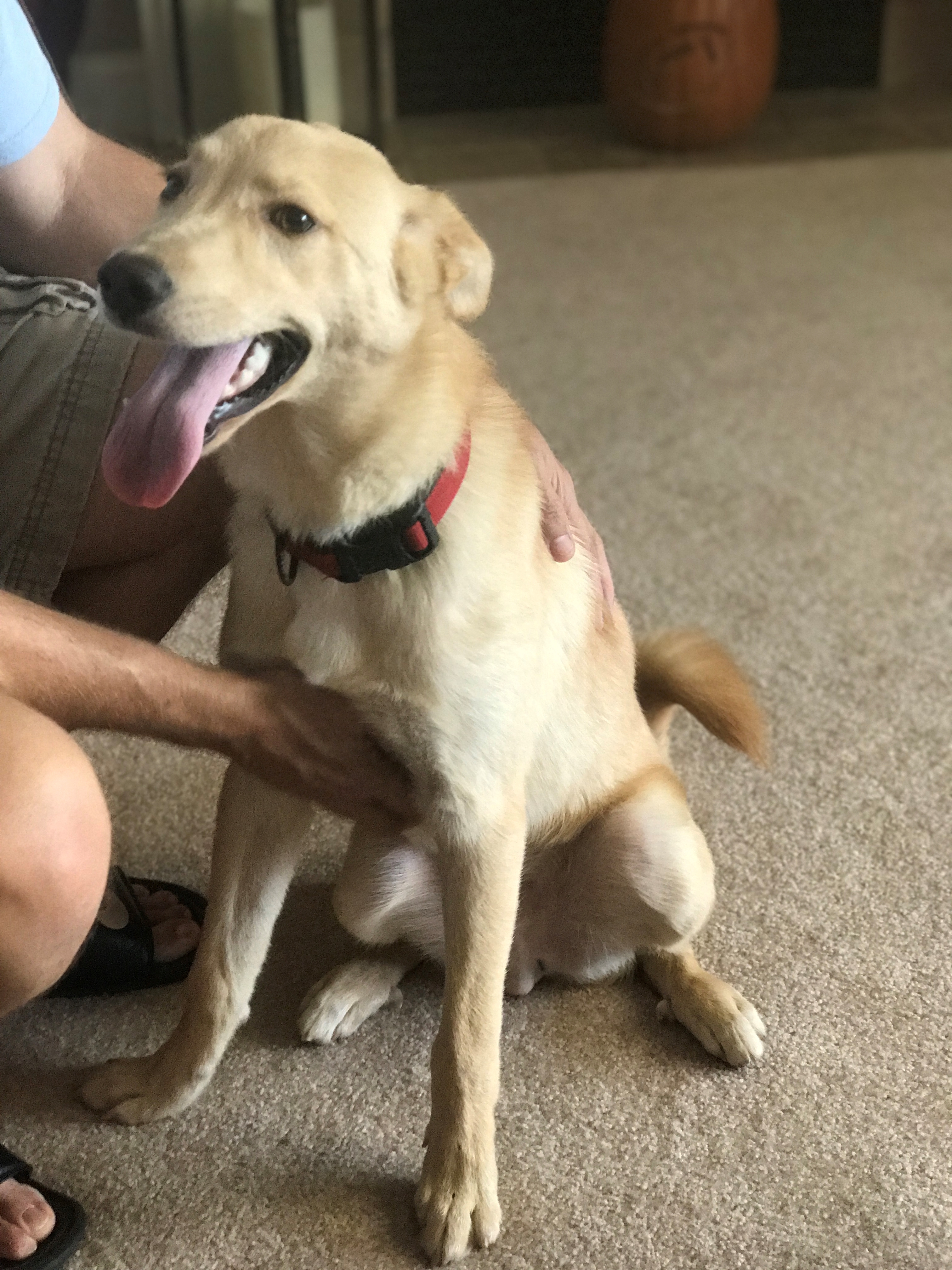 Chewie, an adoptable Yellow Labrador Retriever, Siberian Husky in Spring Hill, TN, 37174 | Photo Image 4