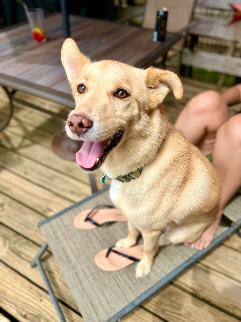 Chewie, an adoptable Yellow Labrador Retriever, Siberian Husky in Spring Hill, TN, 37174 | Photo Image 5