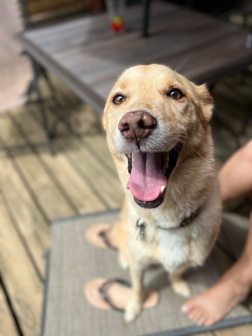 Chewie, an adoptable Yellow Labrador Retriever, Siberian Husky in Spring Hill, TN, 37174 | Photo Image 6