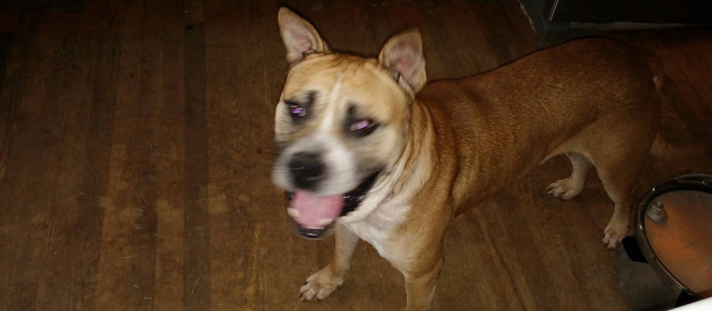Oscar  (senior) ONLY DOG, an adoptable German Shepherd Dog, American Staffordshire Terrier in Beaverdam, VA, 23015 | Photo Image 2