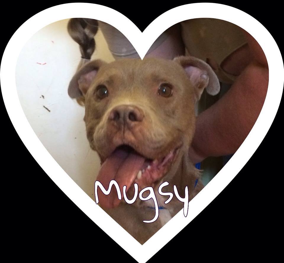 Mugsy  (senior) ONLY DOG, an adoptable Pit Bull Terrier in Beaverdam, VA, 23015 | Photo Image 1