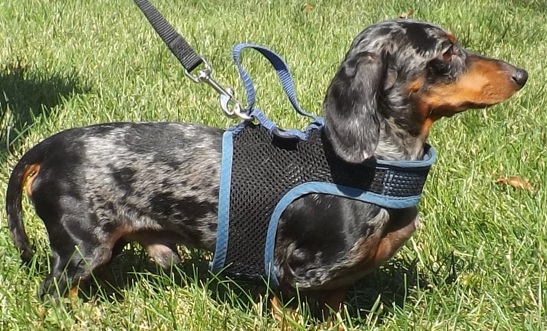 Dog for adoption - Zero, a Dachshund in Lebanon, OH ...