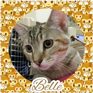 Belle, an adoptable Torbie, Tabby in Kennedale, TX, 76060 | Photo Image 2