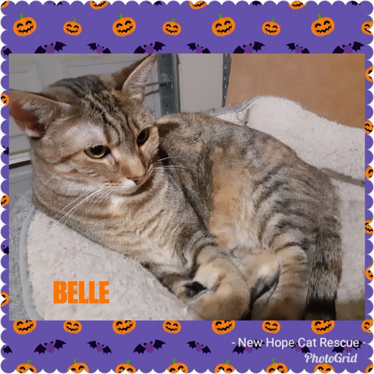 Belle, an adoptable Torbie, Tabby in Kennedale, TX, 76060 | Photo Image 3