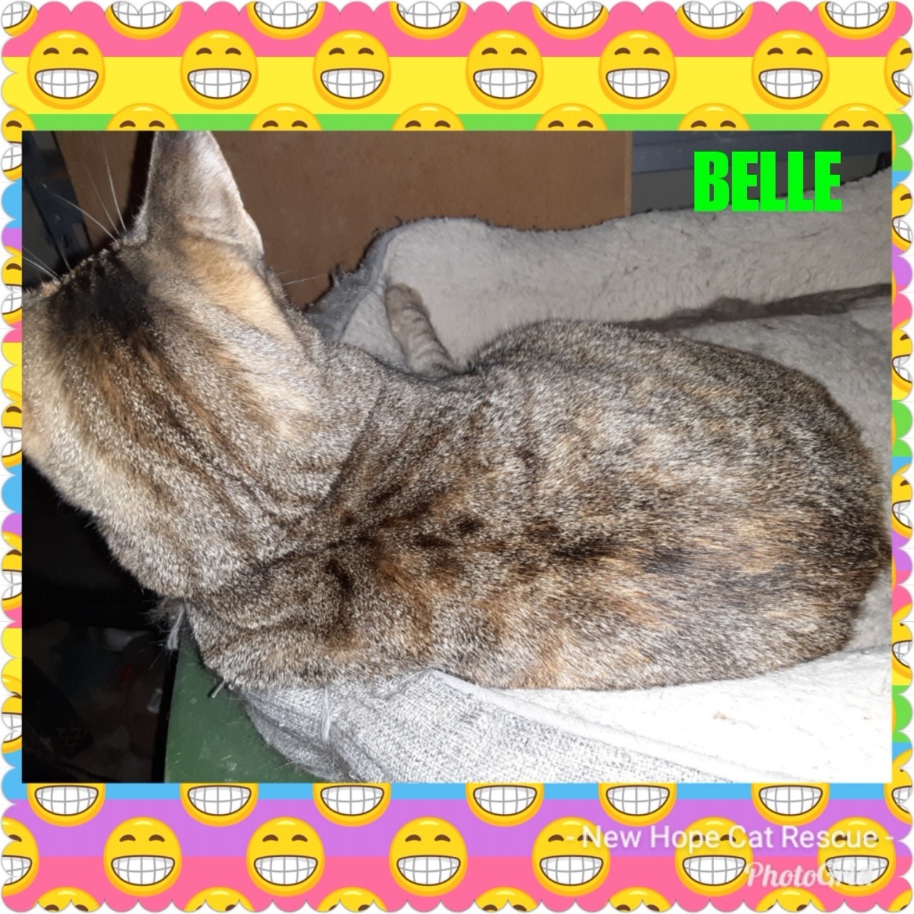 Belle, an adoptable Torbie, Tabby in Kennedale, TX, 76060 | Photo Image 4