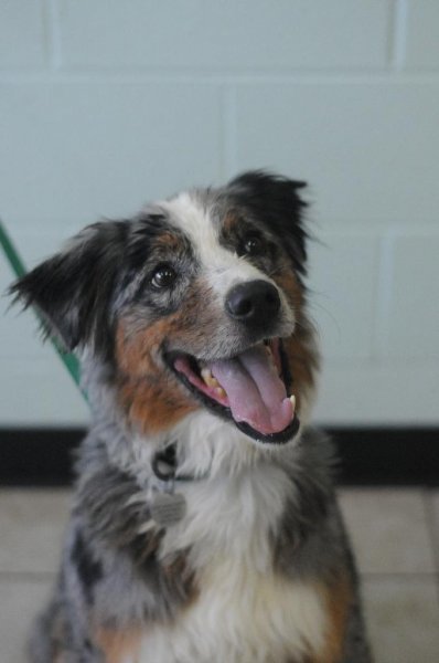 Mac, an adoptable Australian Shepherd in Millville, UT, 84326 | Photo Image 2