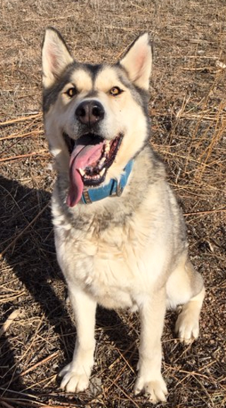 how big do german shepherd and alaskan malamute mix