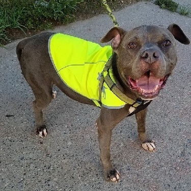 HOOCH, an adoptable Pit Bull Terrier in Birmingham, MI, 48012 | Photo Image 2