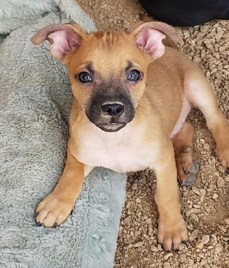Maddy's Mac aka Mac, an adoptable Rat Terrier in Las Vegas, NV, 89136 | Photo Image 3