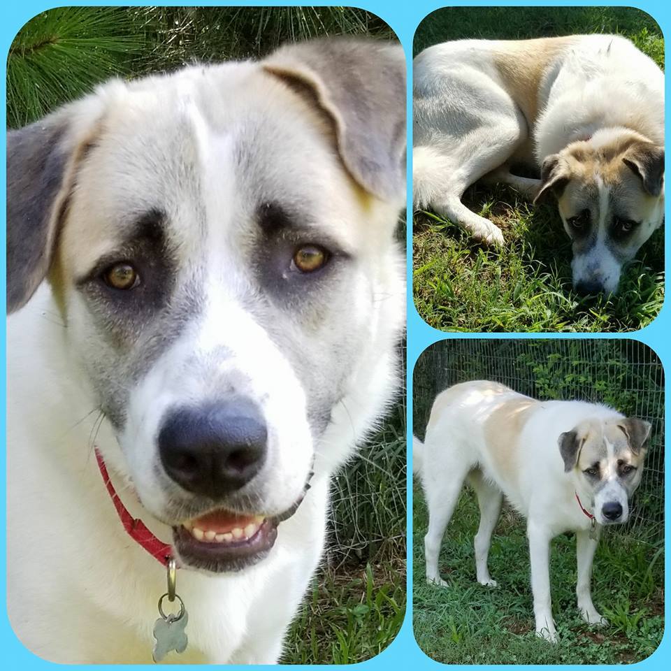 Slick, an adoptable Anatolian Shepherd in Newnan, GA, 30263 | Photo Image 1