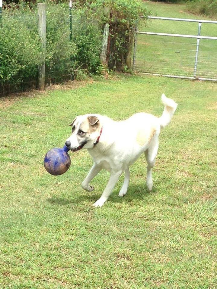 Slick, an adoptable Anatolian Shepherd in Newnan, GA, 30263 | Photo Image 2