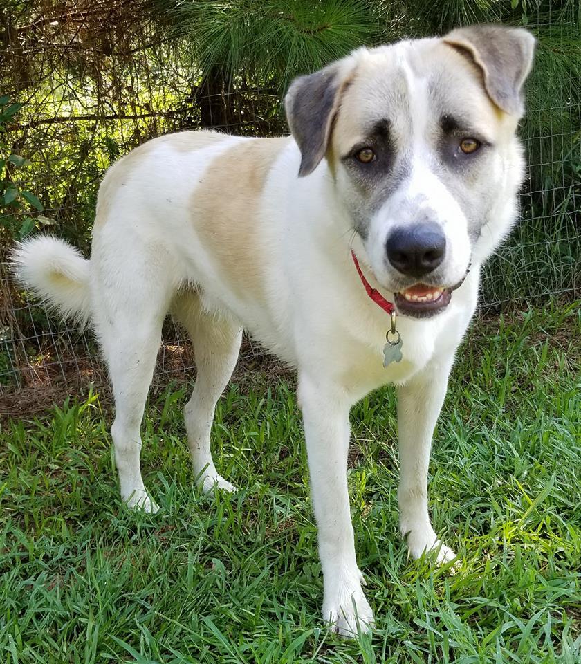 Slick, an adoptable Anatolian Shepherd in Newnan, GA, 30263 | Photo Image 3