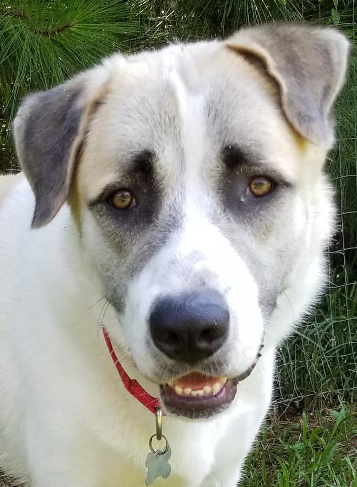 Slick, an adoptable Anatolian Shepherd in Newnan, GA, 30263 | Photo Image 4