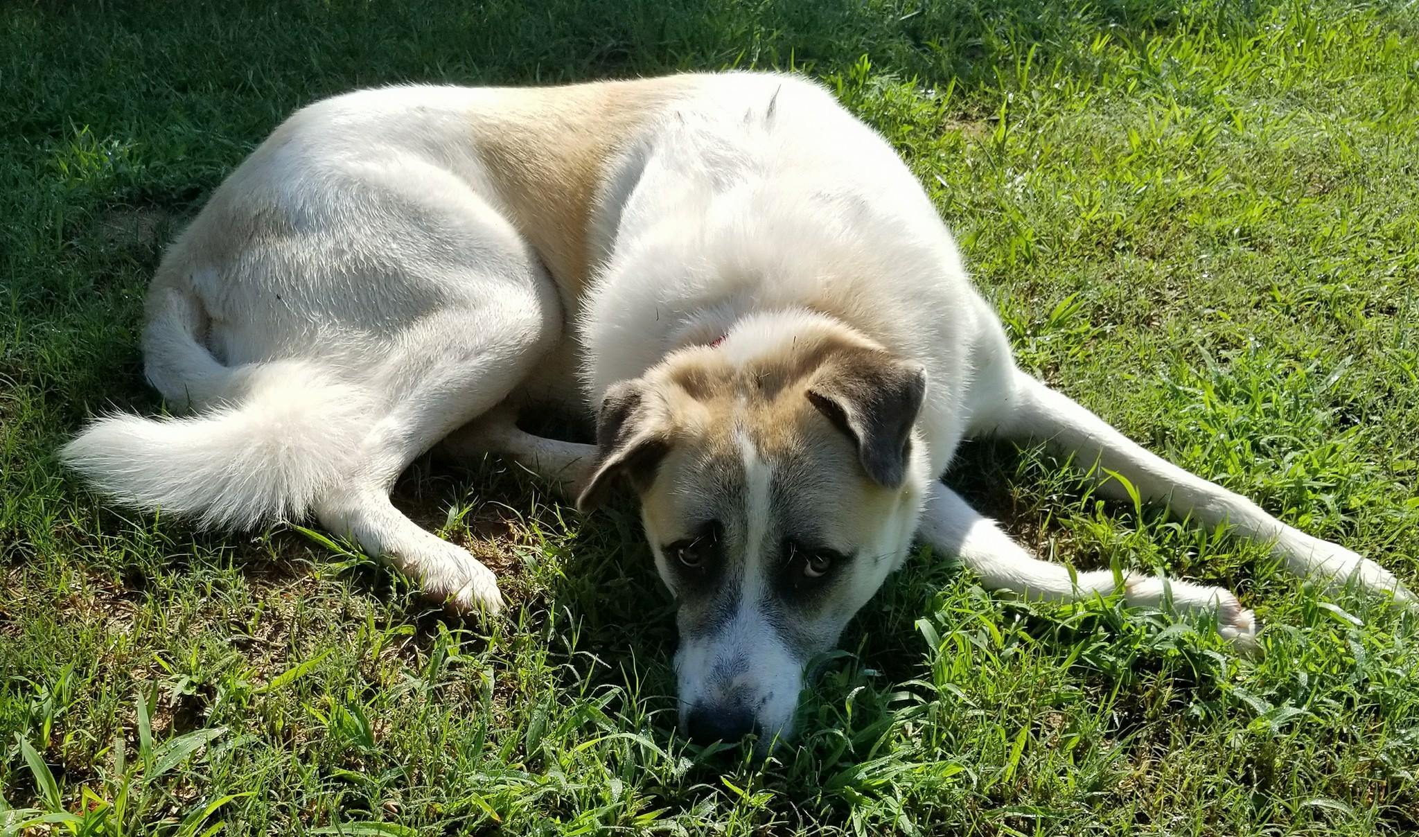 Slick, an adoptable Anatolian Shepherd in Newnan, GA, 30263 | Photo Image 5