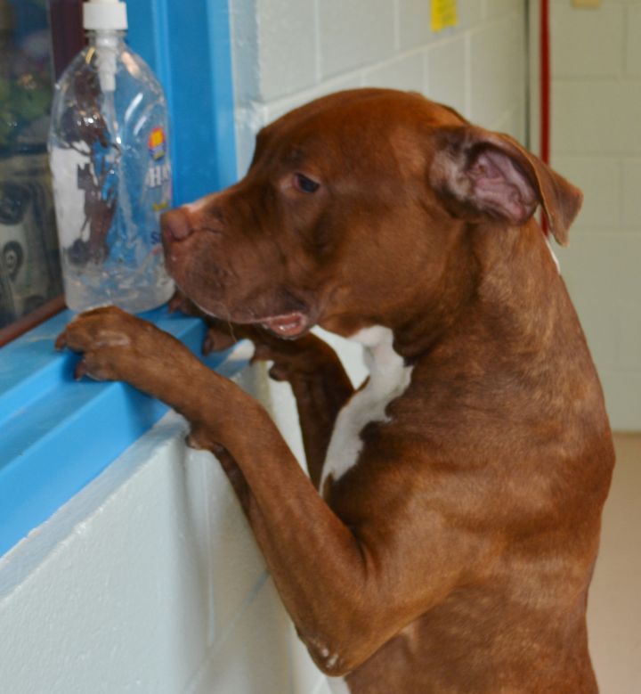 Prince, an adopted Pit Bull Terrier Mix in Vineland, NJ_image-3
