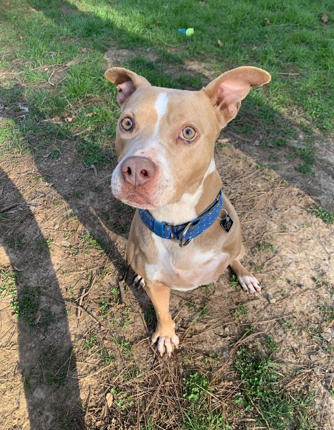 Joy (special needs), an adoptable Pit Bull Terrier in Spotsylvania, VA, 22553 | Photo Image 1