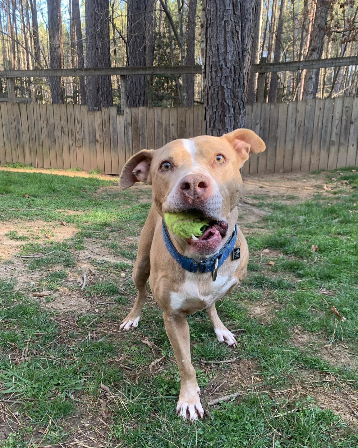 Joy (special needs), an adoptable Pit Bull Terrier in Spotsylvania, VA, 22553 | Photo Image 2