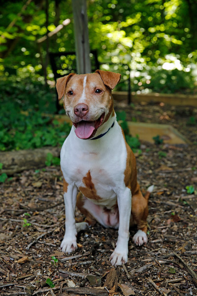 Athena, an adoptable Pit Bull Terrier in Port Washington, NY, 11050 | Photo Image 1