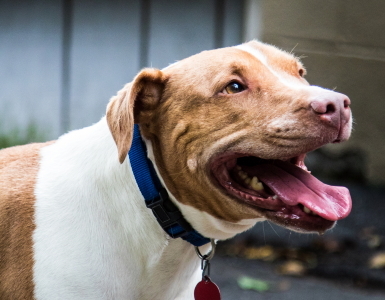 Athena, an adoptable Pit Bull Terrier in Port Washington, NY, 11050 | Photo Image 2